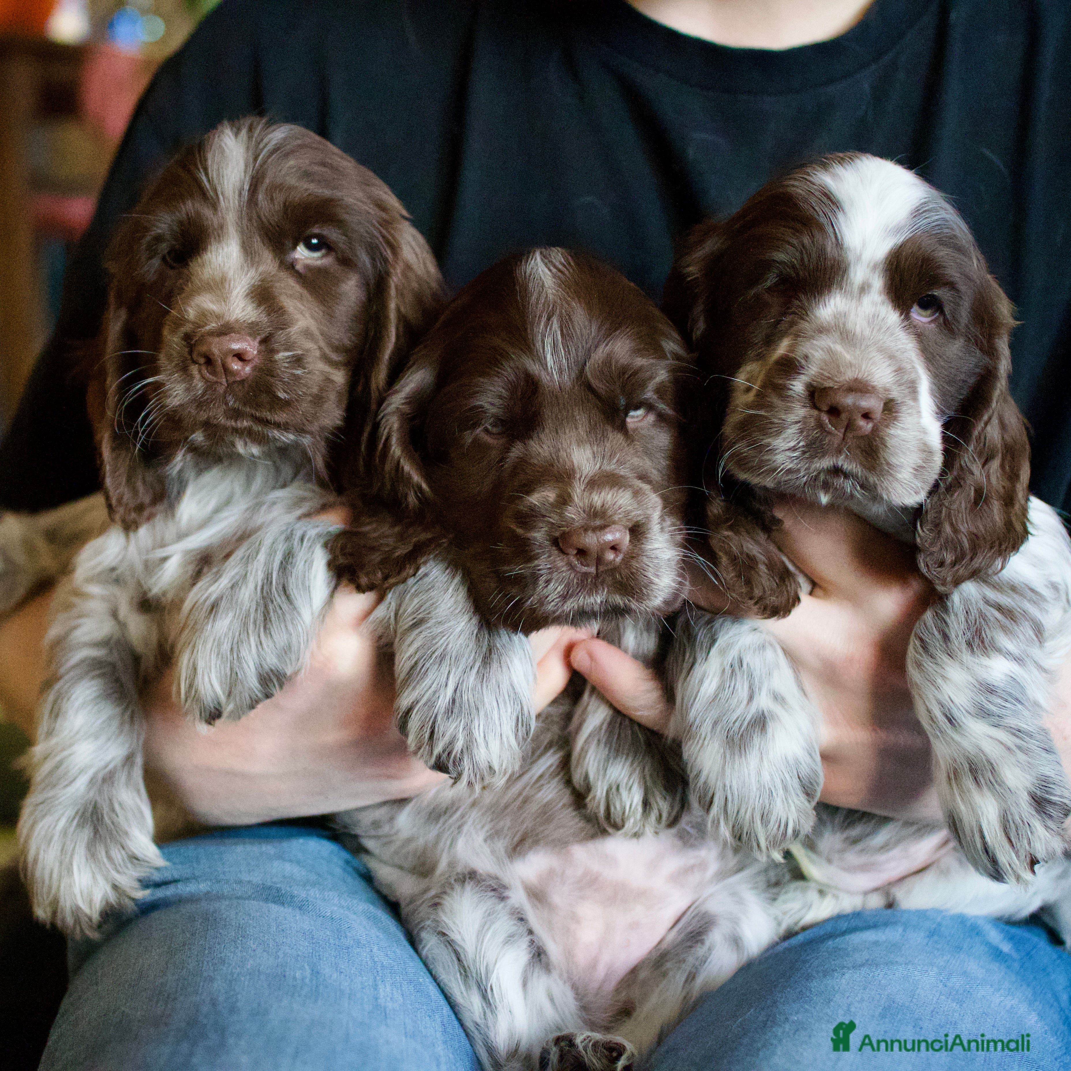 Cocker cani Cocker Spaniel Inglesi - Cioccolato Roano  - Annuncio 3