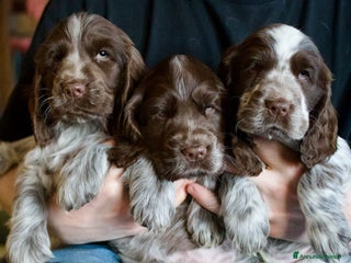 Cocker cani Cocker Spaniel Inglesi - Cioccolato Roano - Annuncio 2