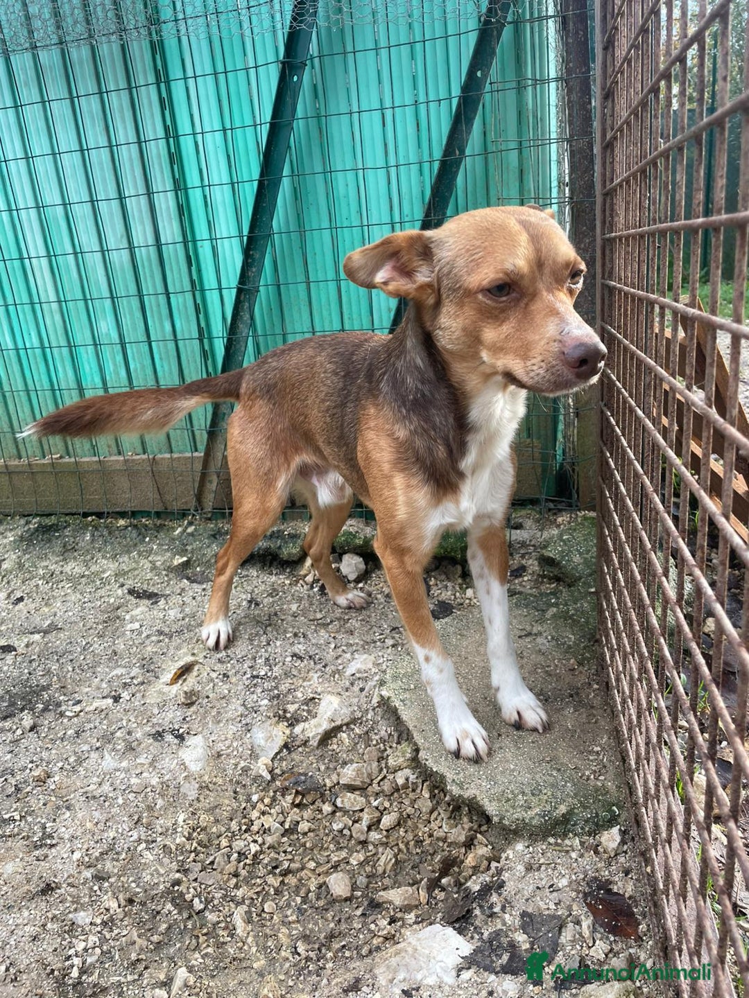 Meticcio cani in regalo: IL PICCOLO E TENERO CANGU - Annuncio 5