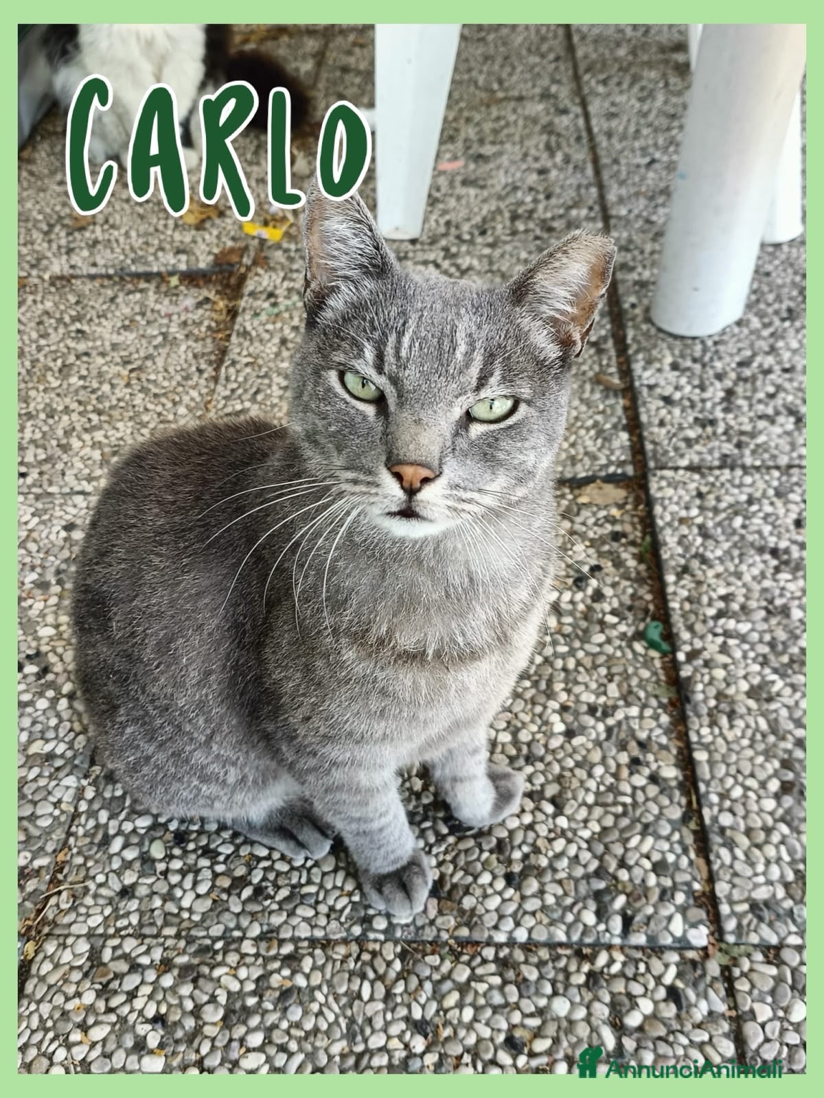 Europeo gatti Gatti in adozione - Annuncio 1