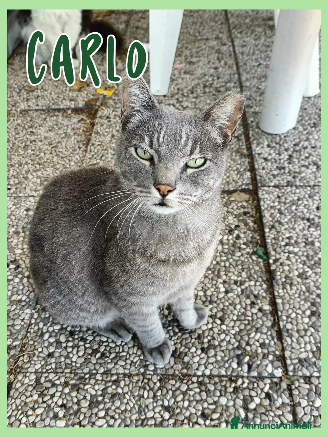 Europeo gatti in regalo: Gatti in adozione - Annuncio 1