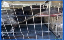 Setter Inglese cani in regalo: ZANZIBAR 2anni stupendo-adatto a tutti - Immagine 4