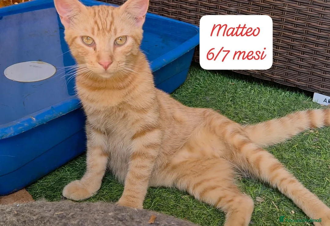 Altre razze gatti in regalo: Gattini desiderosi di trovare famiglia  a Provincia di Prato - Annuncio 10