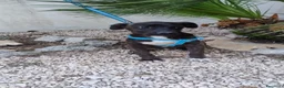 Meticcio cani in regalo: gigio e maya - Annuncio 4