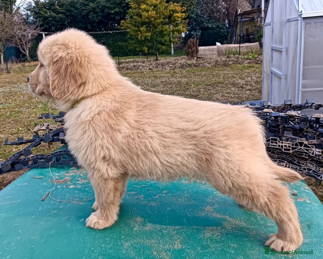 Golden Retriever cani in vendita: Cuccioli Golden Retriever Linea Americana  - Annuncio 4