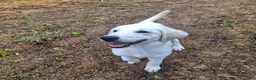 Meticcio cani in regalo: SCAMORZA 💙 UNA NUVOLA CON QUATTRO ZAMPE a Provincia di Piacenza - Annuncio 2