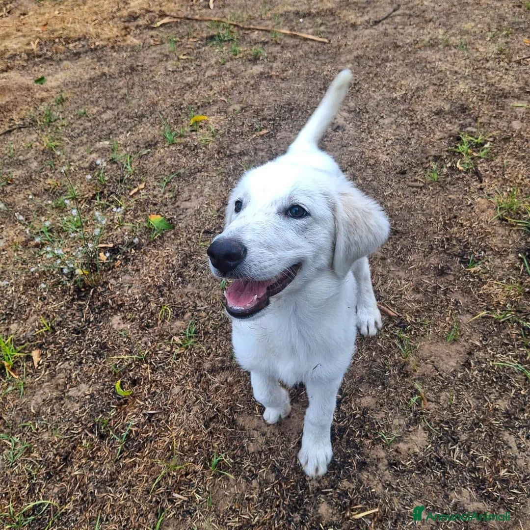 Meticcio cani in regalo: SCAMORZA 💙 UNA NUVOLA CON QUATTRO ZAMPE a Provincia di Piacenza - Annuncio 2