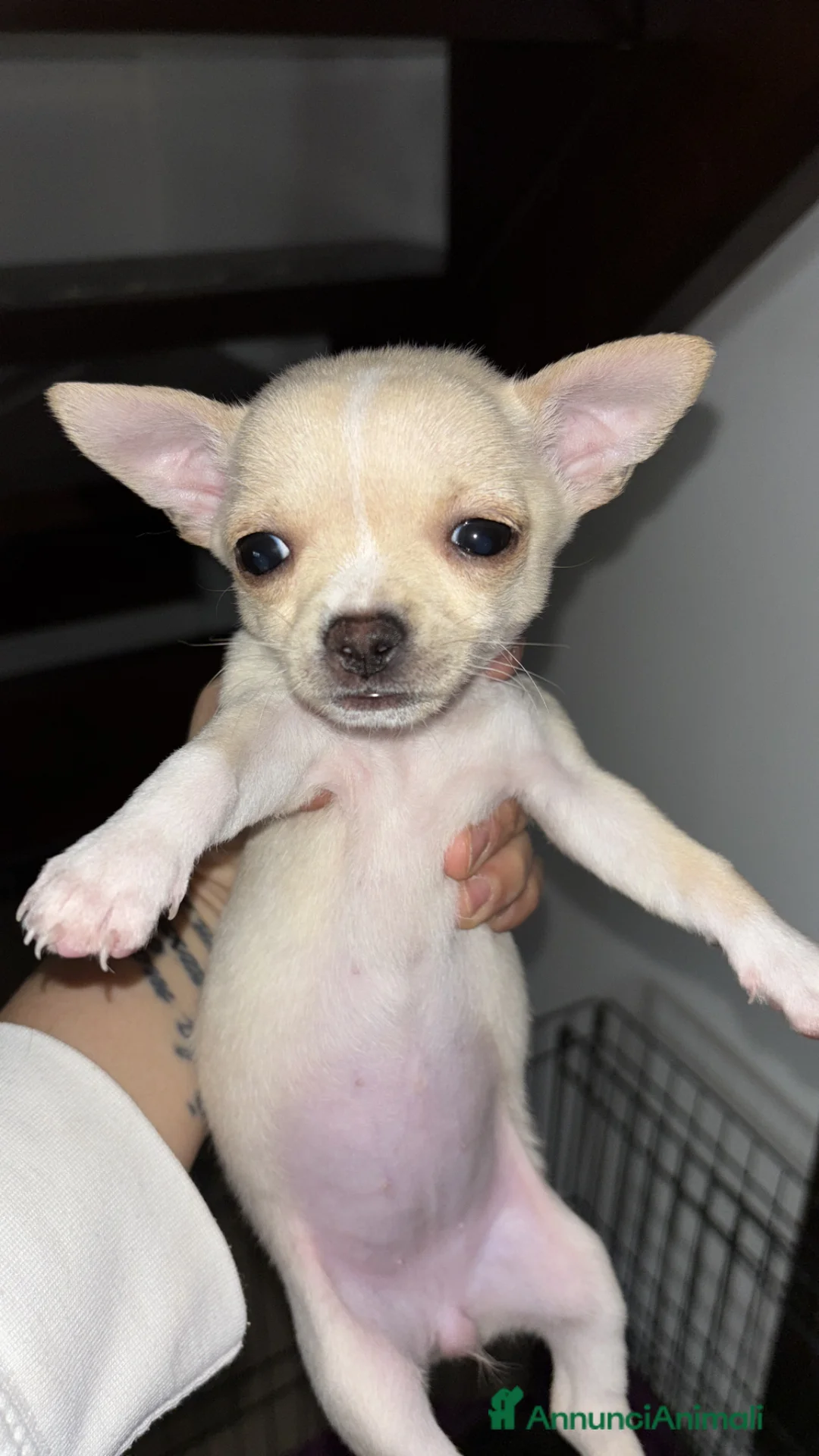 Chihuahua cani in vendita: Chihuahua toy femmina  - Annuncio 2