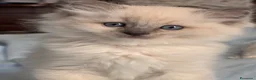 Ragdoll gatti in vendita: Ragdoll - Annuncio 6
