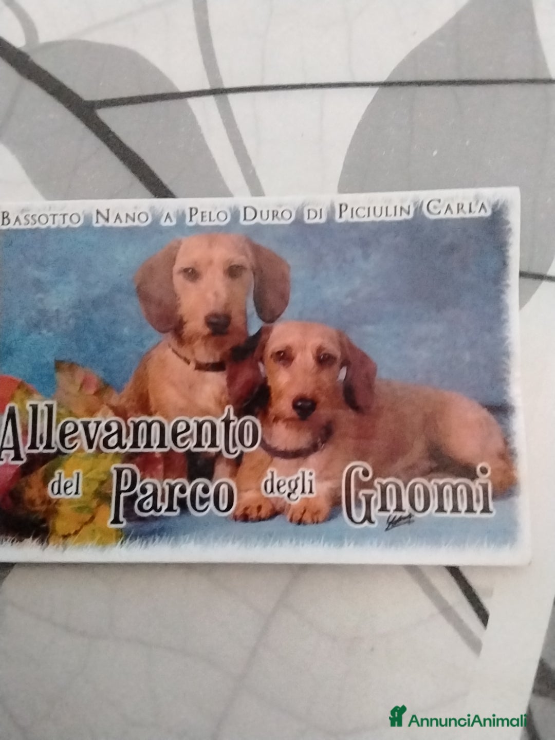 Immagine della galleria {{count}}
