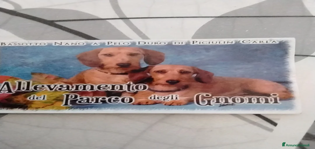 Immagine della galleria {{count}}