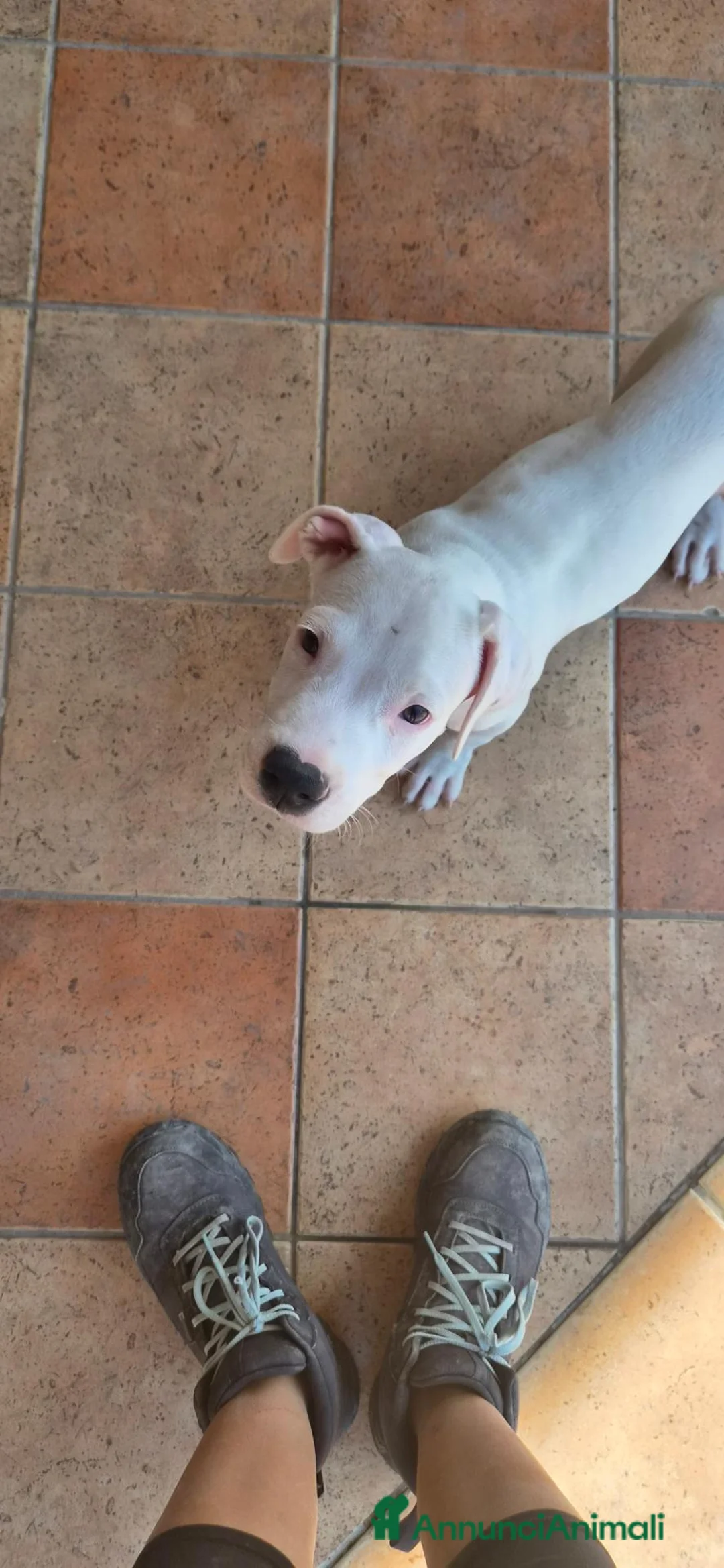 Meticcio cani in regalo: Cucciolo simil pitbull o dogo argentino  a Provincia di Monza e della Brianza - Annuncio 2