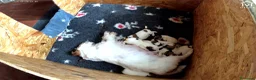 Jack Russell cani in vendita: Jack Russell terrier pelo ruvido  - Annuncio 3