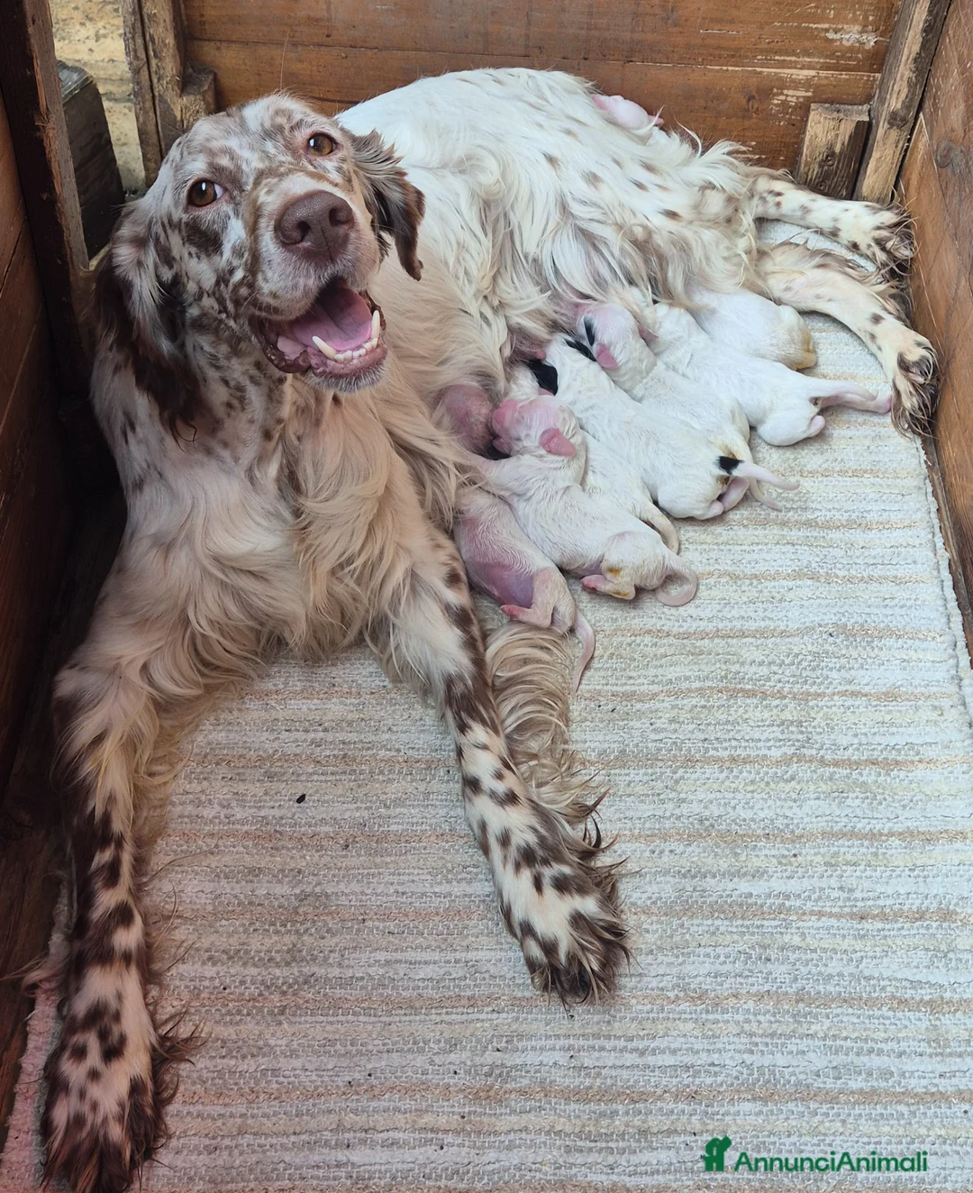 Setter Inglese cani in vendita: Cuccioli setter inglese - Annuncio 1