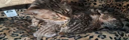 Bengala gatti in vendita: Bengala snow cucciolo - Annuncio 1