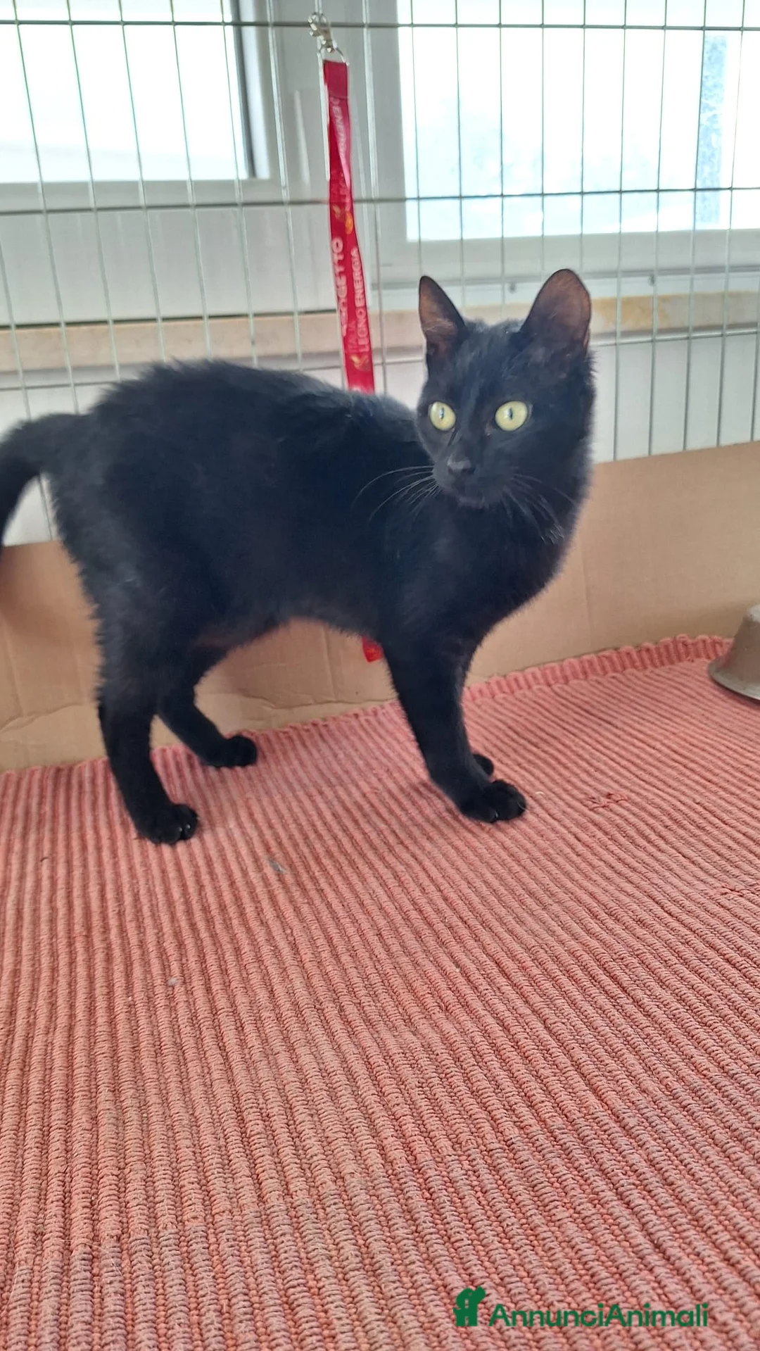 Europeo gatti in regalo: Sofia 6 mesi di dolcezza tutta da conquistare  - Annuncio 12