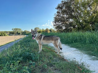 Lupo Cecoslovacco cani Adozione Cane lupo cecoslovacco mix husky - Annuncio 1