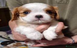 Cavalier King cani in vendita: Cuccioli di Cavalier King Charles Spaniel a Provincia di Bergamo - Immagine 3