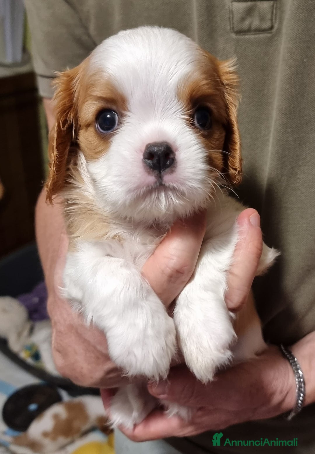 Cavalier King cani in vendita: Cuccioli di Cavalier King Charles Spaniel a Provincia di Bergamo - Immagine 3