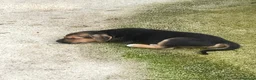 Meticcio cani in regalo: IL DOLCE TARZAN - Annuncio 7
