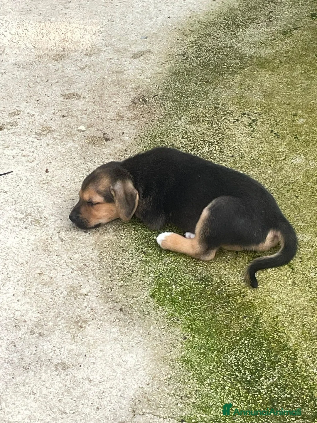 Meticcio cani in regalo: IL DOLCE TARZAN - Annuncio 7