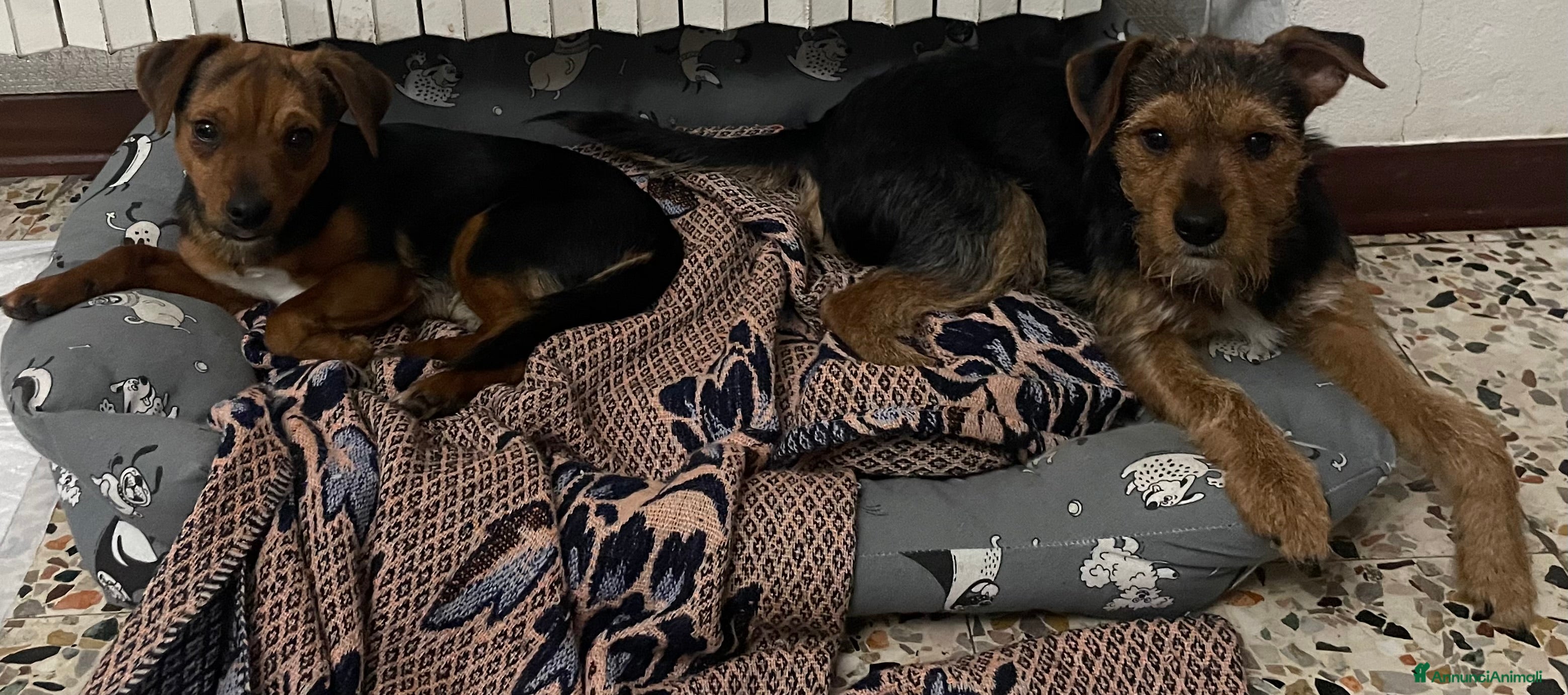 Jagdterrier cani Vendo due cuccioli fratelli  - Annuncio 1