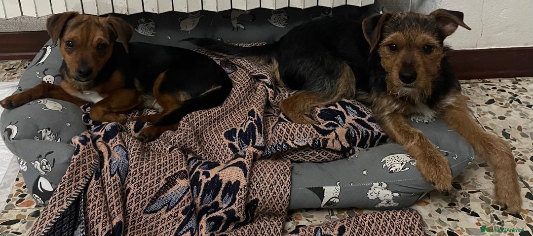 Jagdterrier cani in vendita: Vendo due cuccioli fratelli  - Annuncio 1