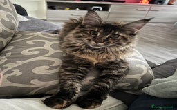 Maine Coon gatti in vendita: Cuccioli di Maine Coon a Città Metropolitana di Torino - Immagine 16