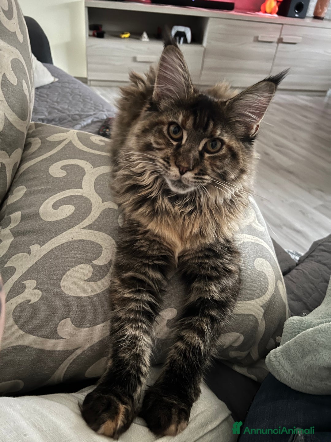 Maine Coon gatti in vendita: Cuccioli di Maine Coon a Città Metropolitana di Torino - Immagine 16