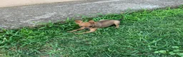 Pinscher Tedesco cani in vendita: Cucciolo di pinscher - Annuncio 2