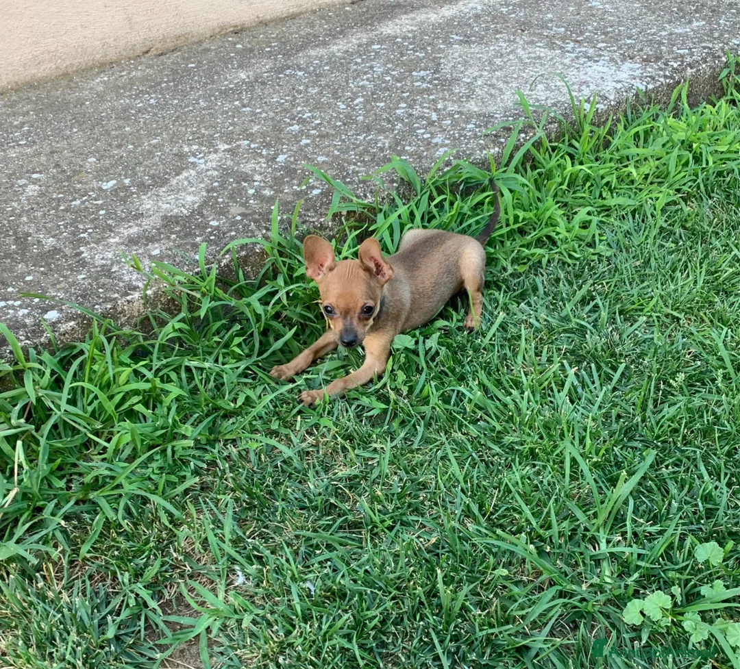 Pinscher Tedesco cani in vendita: Cucciolo di pinscher - Annuncio 2