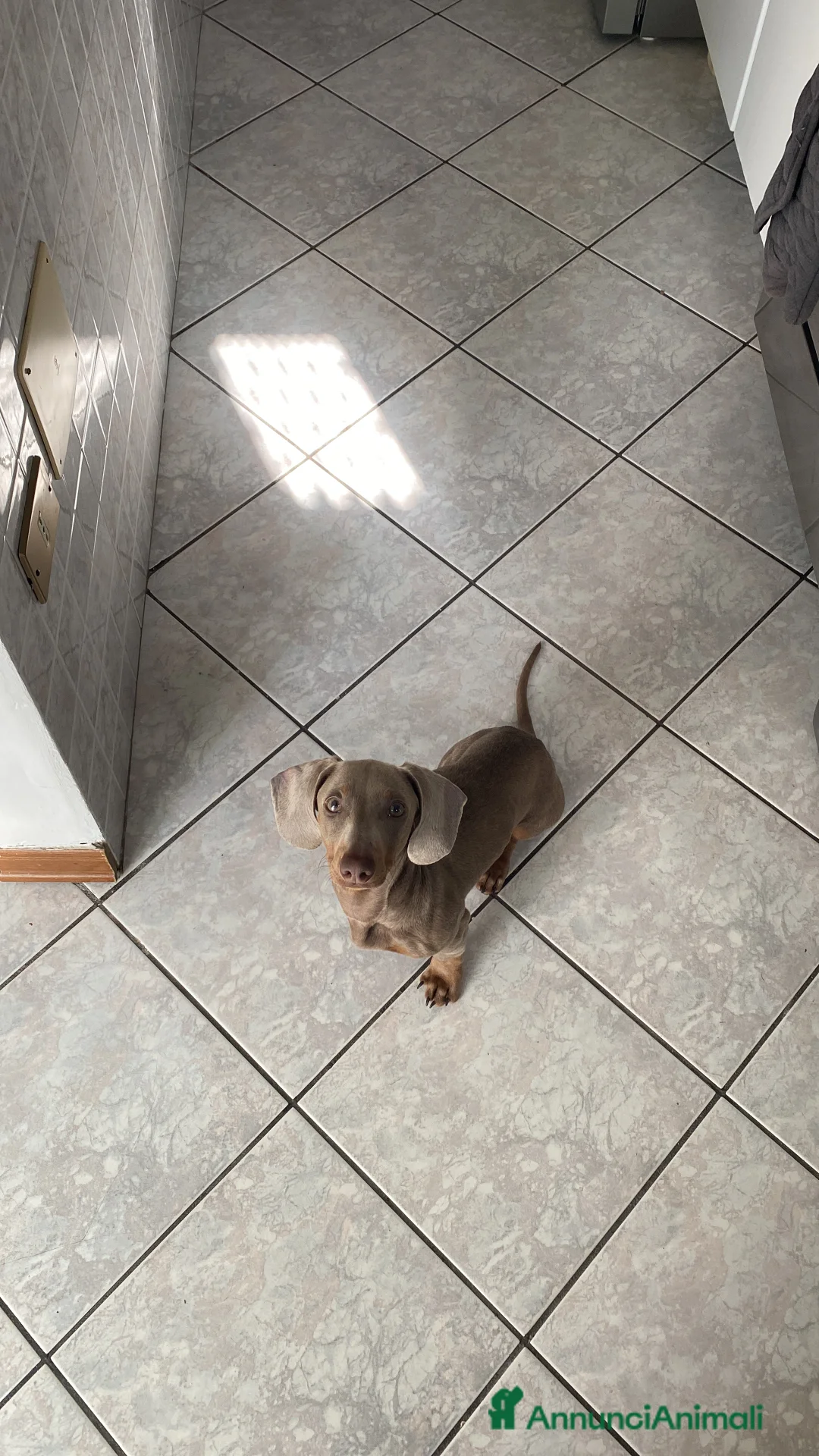 Bassotto cani per accoppiamento: Bassotto nano blue disponibile per monta.  - Annuncio 2