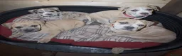 Meticcio cani in vendita: Franchie staff a Provincia di Bergamo - Annuncio 4