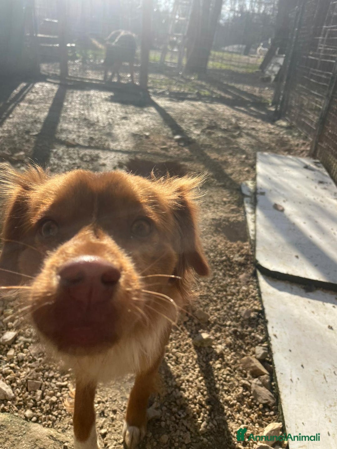 Meticcio cani in regalo: MEMOLE - Annuncio 3