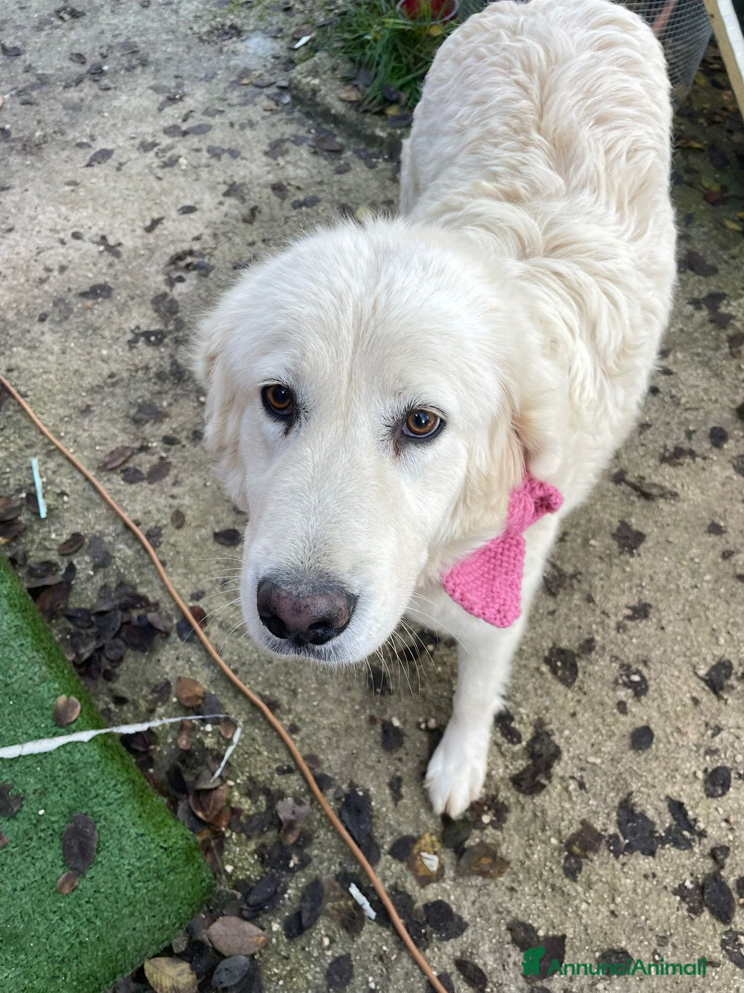 Meticcio cani in regalo: MI ADOTTI? SONO IL DOLCE OSLO a Provincia di Forlì-Cesena - Annuncio 7