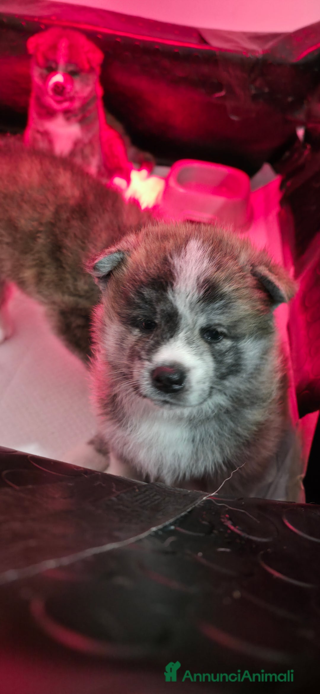 Akita Inu cani in vendita: Vendesi cuccioli Akita Inu ALTA GENEALOGIA  - Annuncio 6