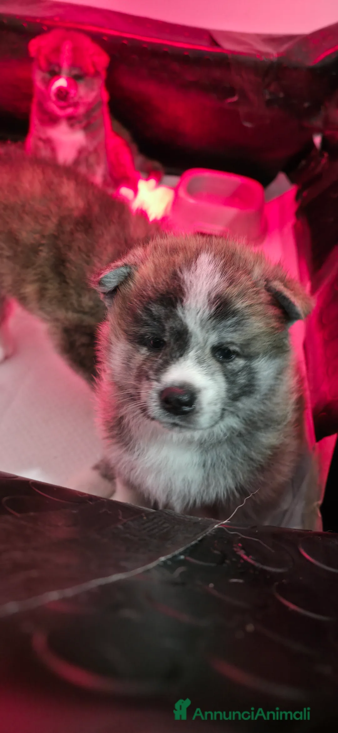 Akita Inu cani in vendita: Vendesi cuccioli Akita Inu ALTA GENEALOGIA  - Annuncio 6