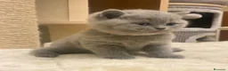 British gatti in vendita: British shorthair blu - Annuncio 5