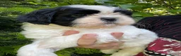 Shih Tzu cani in vendita: Cuccioli di Shi-tzu - Annuncio 17