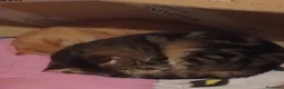 Meticcio gatti in regalo: Due gatti maschi  - Annuncio 2
