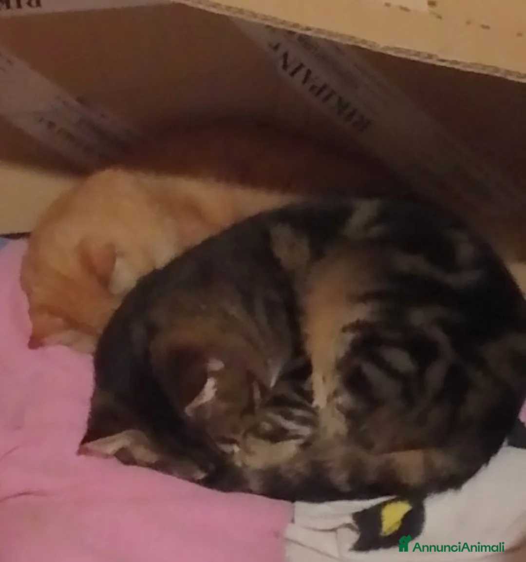 Meticcio gatti in regalo: Due gatti maschi  - Annuncio 2