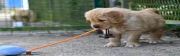 Golden Retriever cani in vendita: Allevamento professionale  cucciolata inglese - Annuncio 21