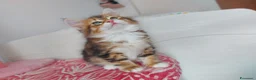 Siberiano gatti in vendita: Cucciolo Siberiano Certificato  - Annuncio 4