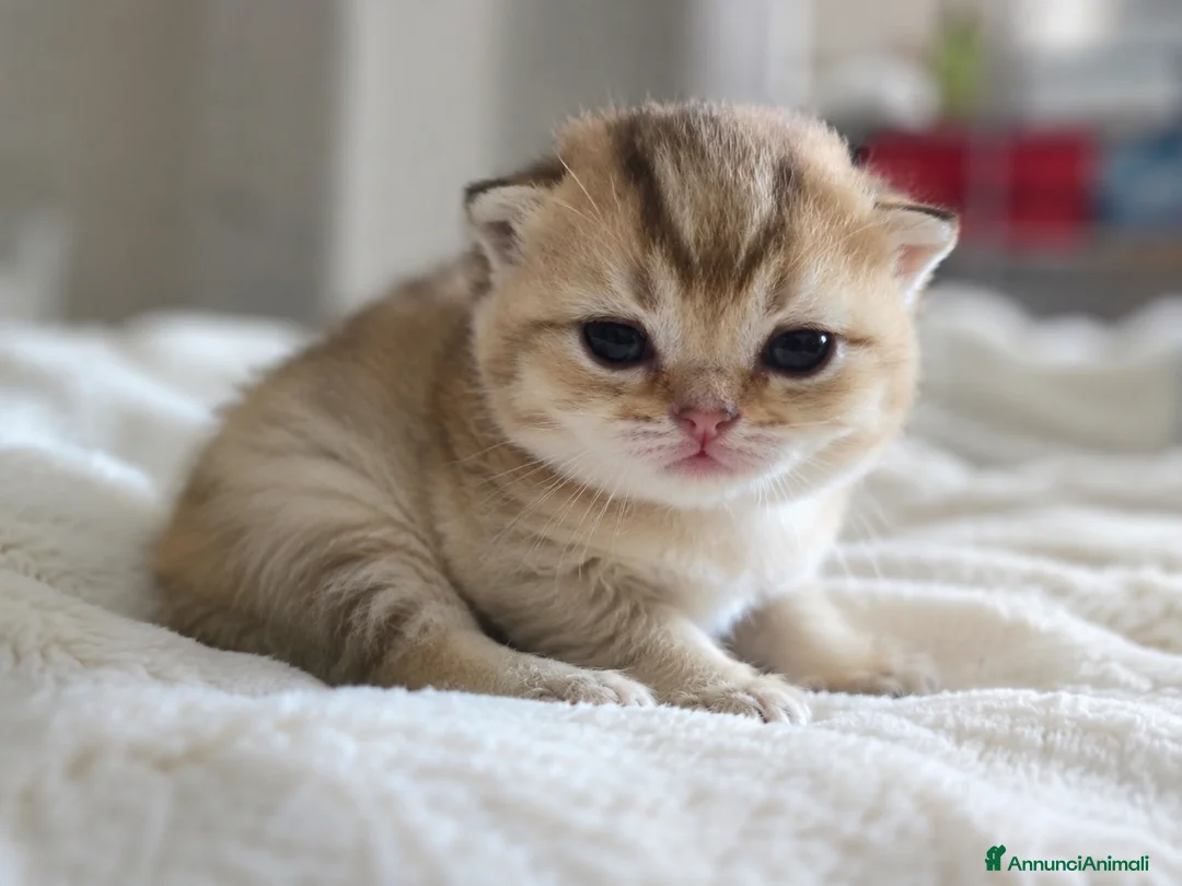 Scottish gatti in vendita: Cuccioli scottish fold disponibili - Annuncio 5