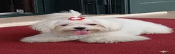 Maltese cani in vendita: Cucciola di Maltese a Provincia di Frosinone - Annuncio 2