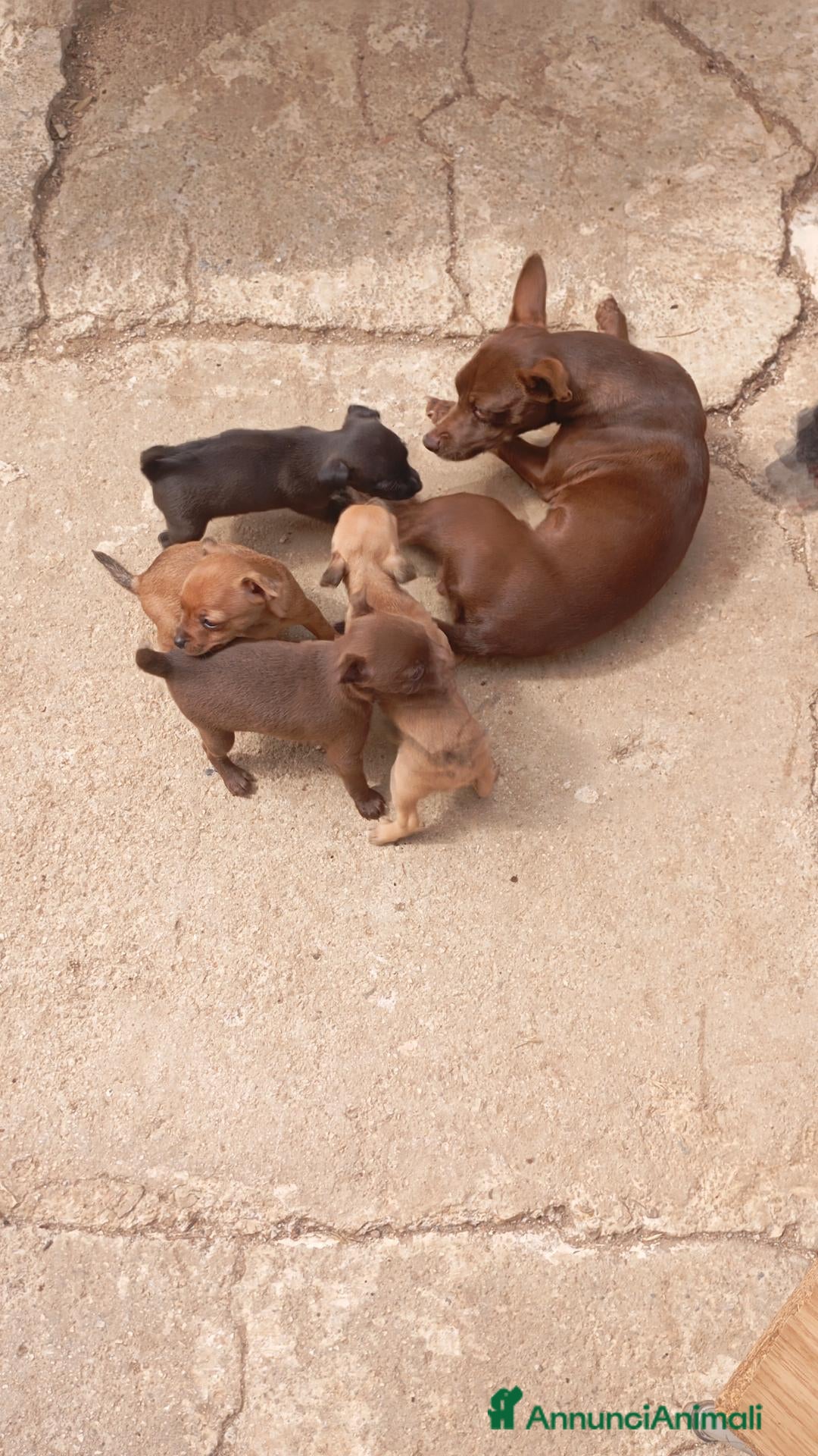 Pinscher Miniatura cani Pincher  - Annuncio 2