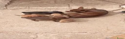 Pinscher Miniatura cani in vendita: Pincher  a Provincia di Brindisi - Annuncio 1