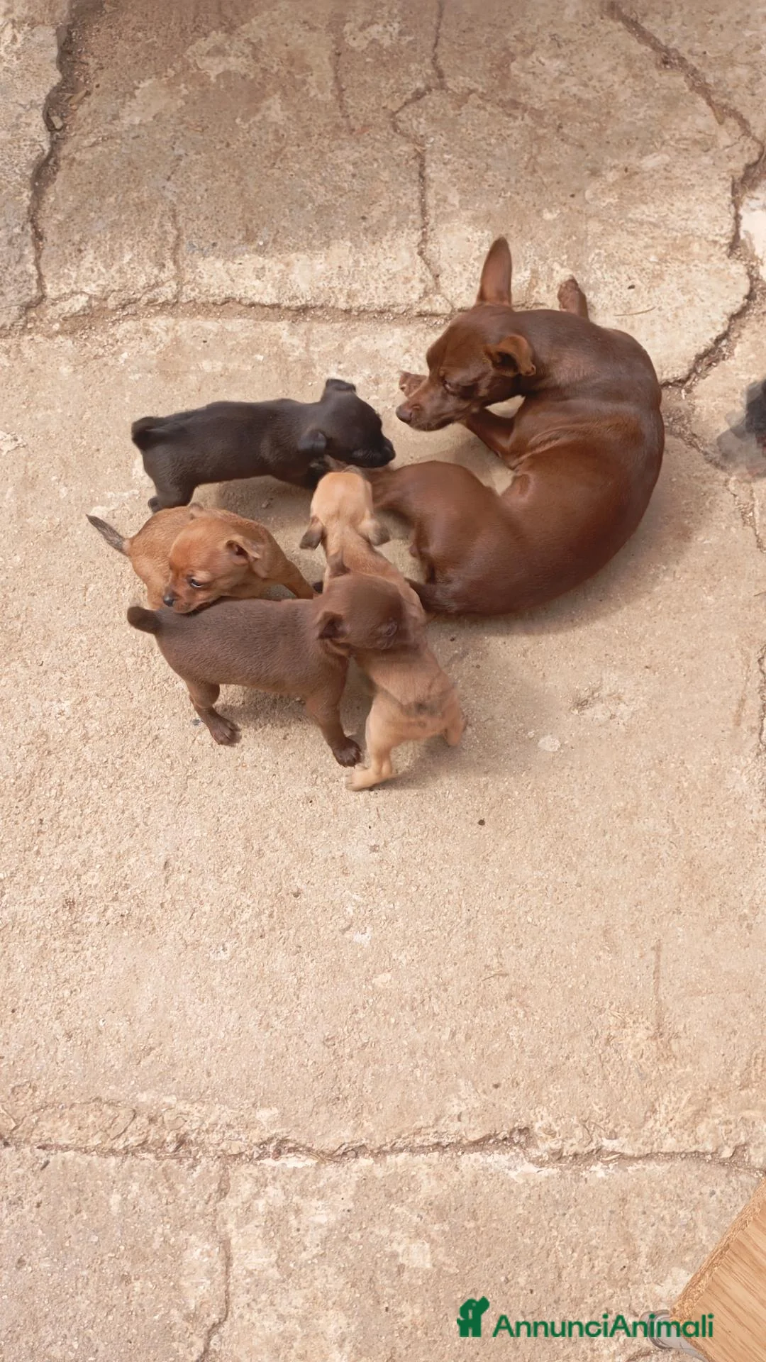Pinscher Miniatura cani in vendita: Pincher  a Provincia di Brindisi - Annuncio 1