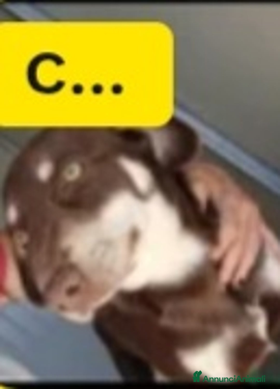 Meticcio cani in regalo: Tommy 2anni marrone occhi ambra da cucciolo in box - Annuncio 3