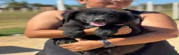 Meticcio cani in regalo: Lucifero cucciolo mix pastore caucaso maremmano - Annuncio 2